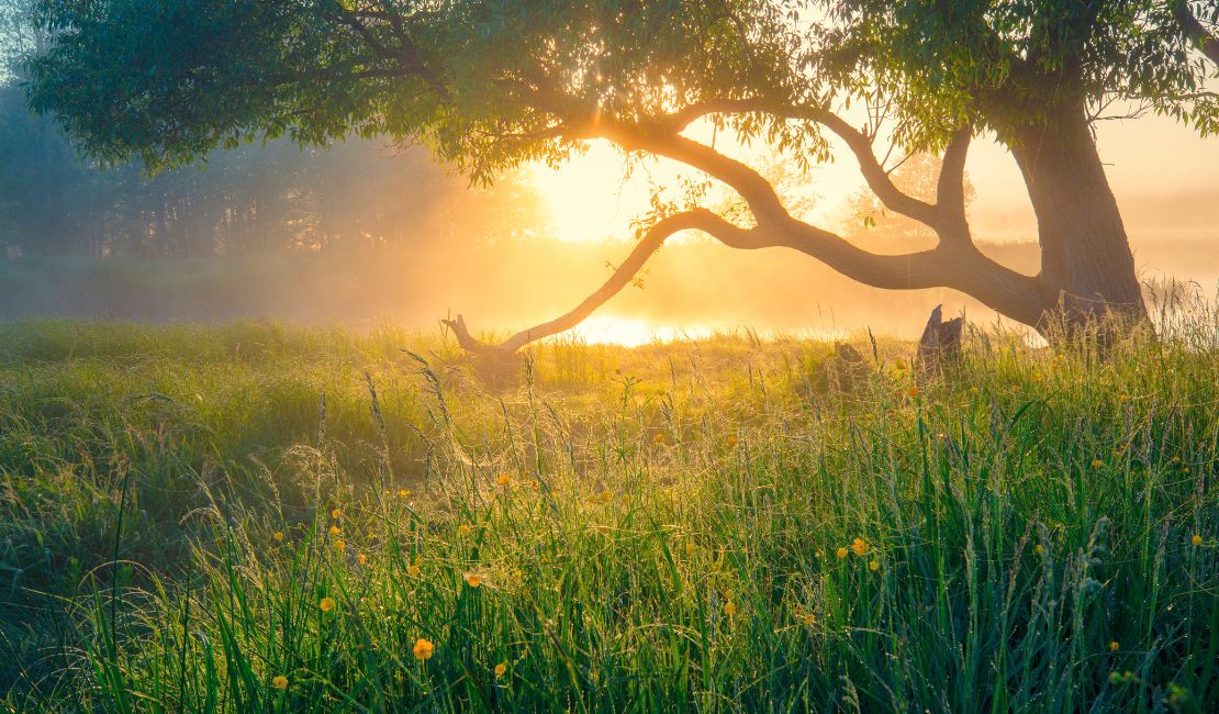 El Poder Transformador De La Gratitud Y La Resiliencia